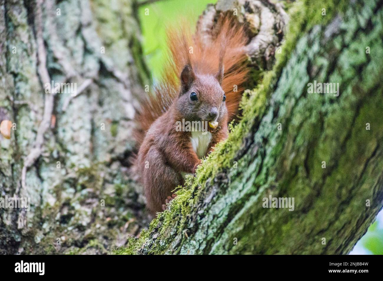 Eurasisches Eichhörnchen auf Ast sitzend und eine Eichel futternd - Eurasian red squirrel sitting on branch and eating an acorn, background blurred Stock Photo