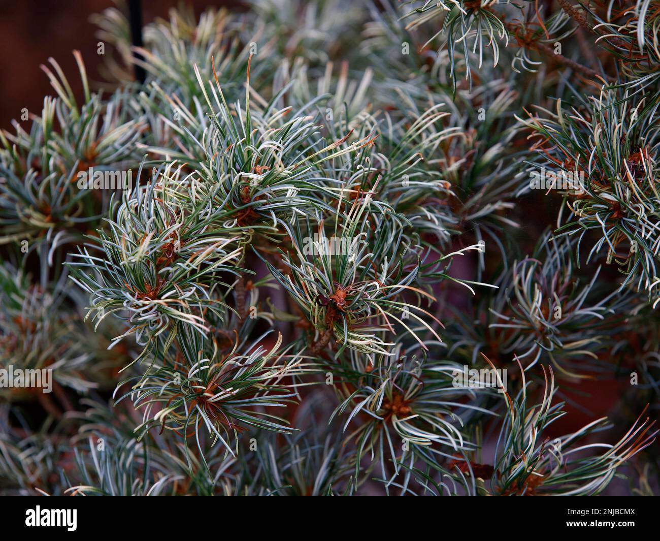 Closeup of the variegated leaves and garden low growing conifer Pinus parviflora Tanima no yuki Snow in the Valley Japanese White Pine. Stock Photo