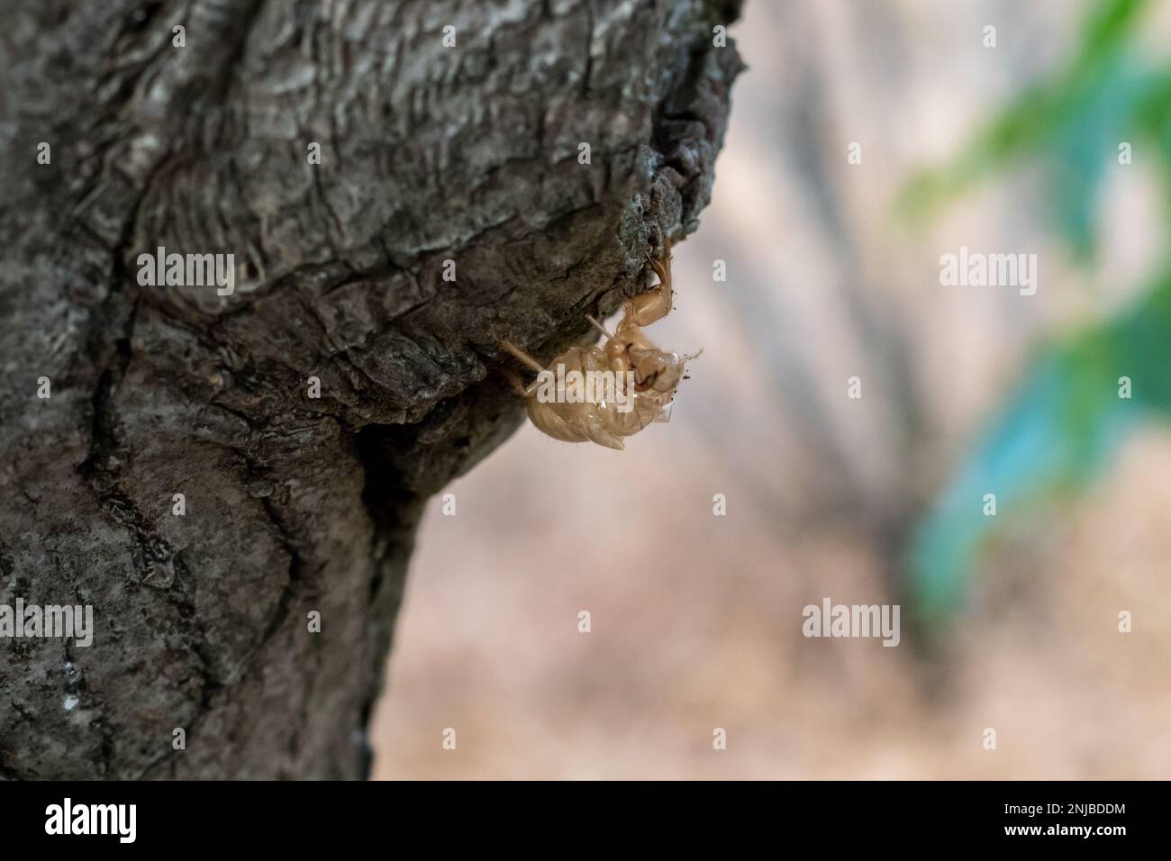 Cicada nymph shell on a tree trunk Stock Photo