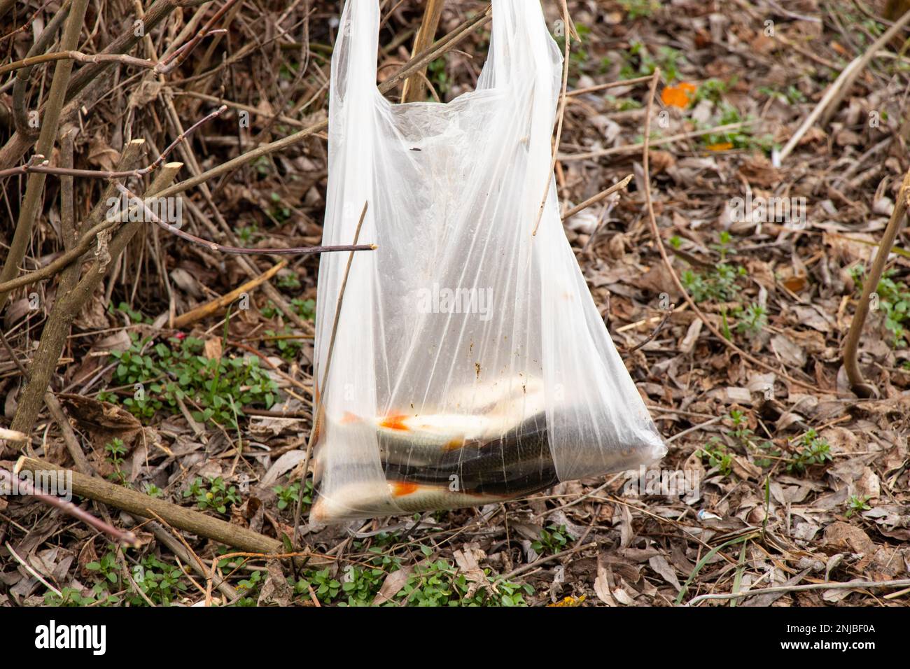 river fish caught lies in a plastic bag on a fishing trip in a forest