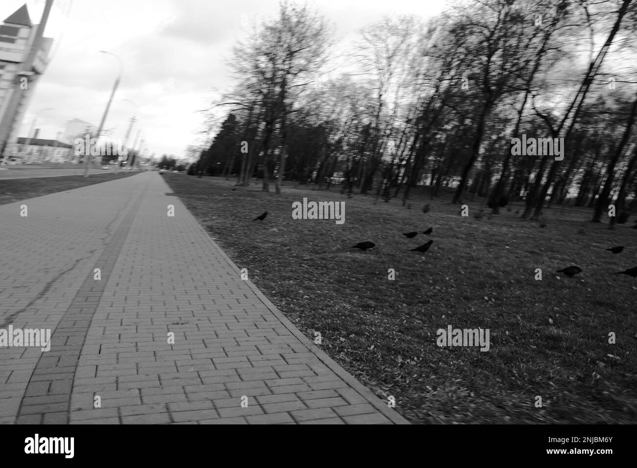 Urban lifestyle photography. Black and white photo. Black crows Stock Photo