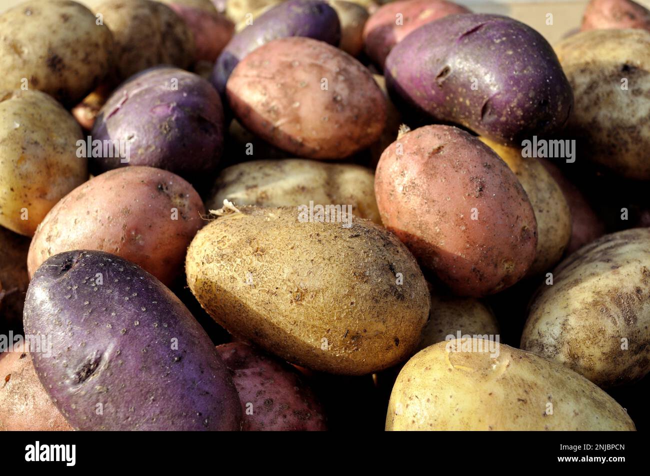 the stack of freshly harvested unwashed  different sorts of  potato tubers Stock Photo