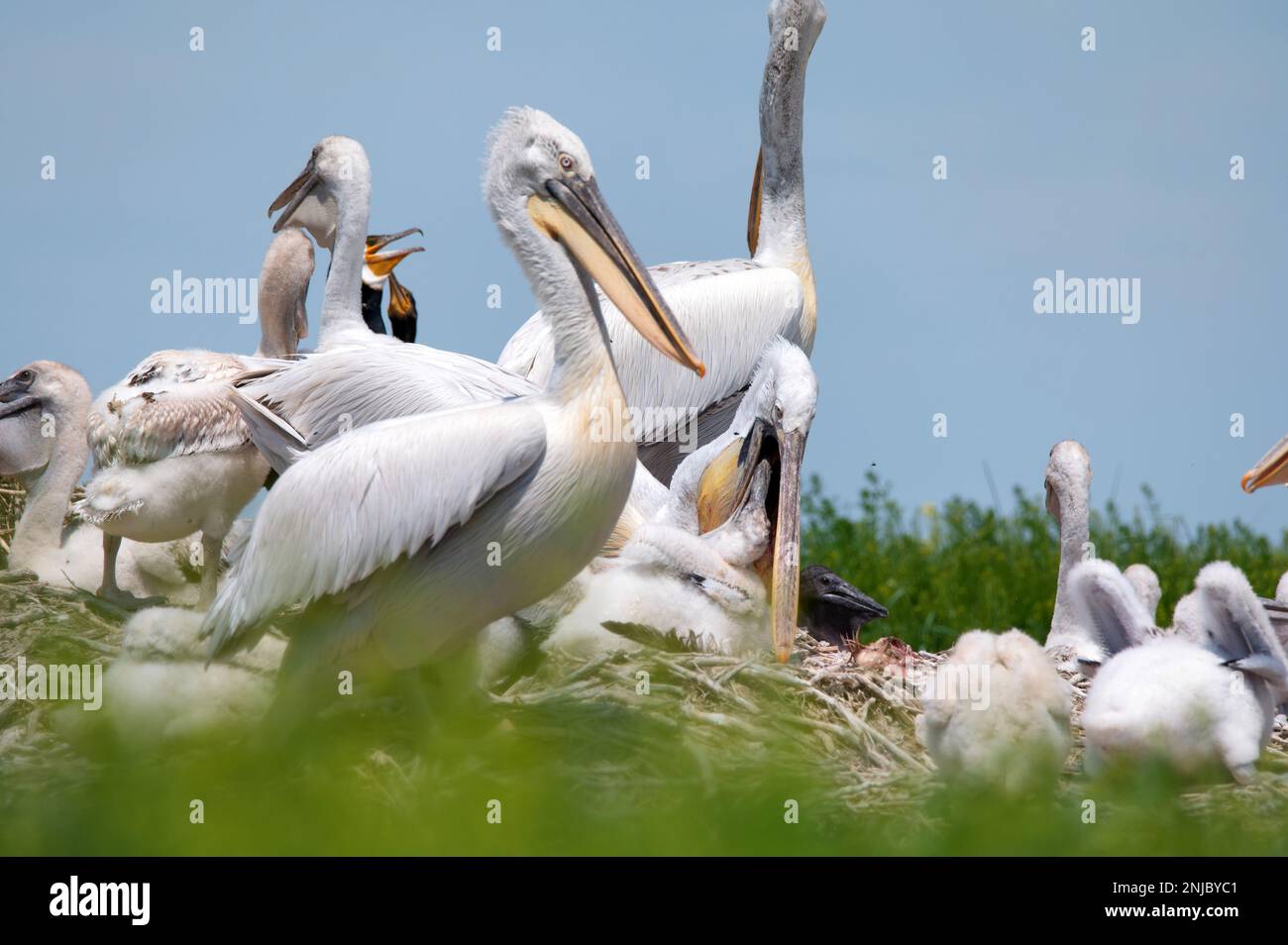 Group of Dalmatian pelicans or Pelecanus crispus in breeding colony in Russia Stock Photo