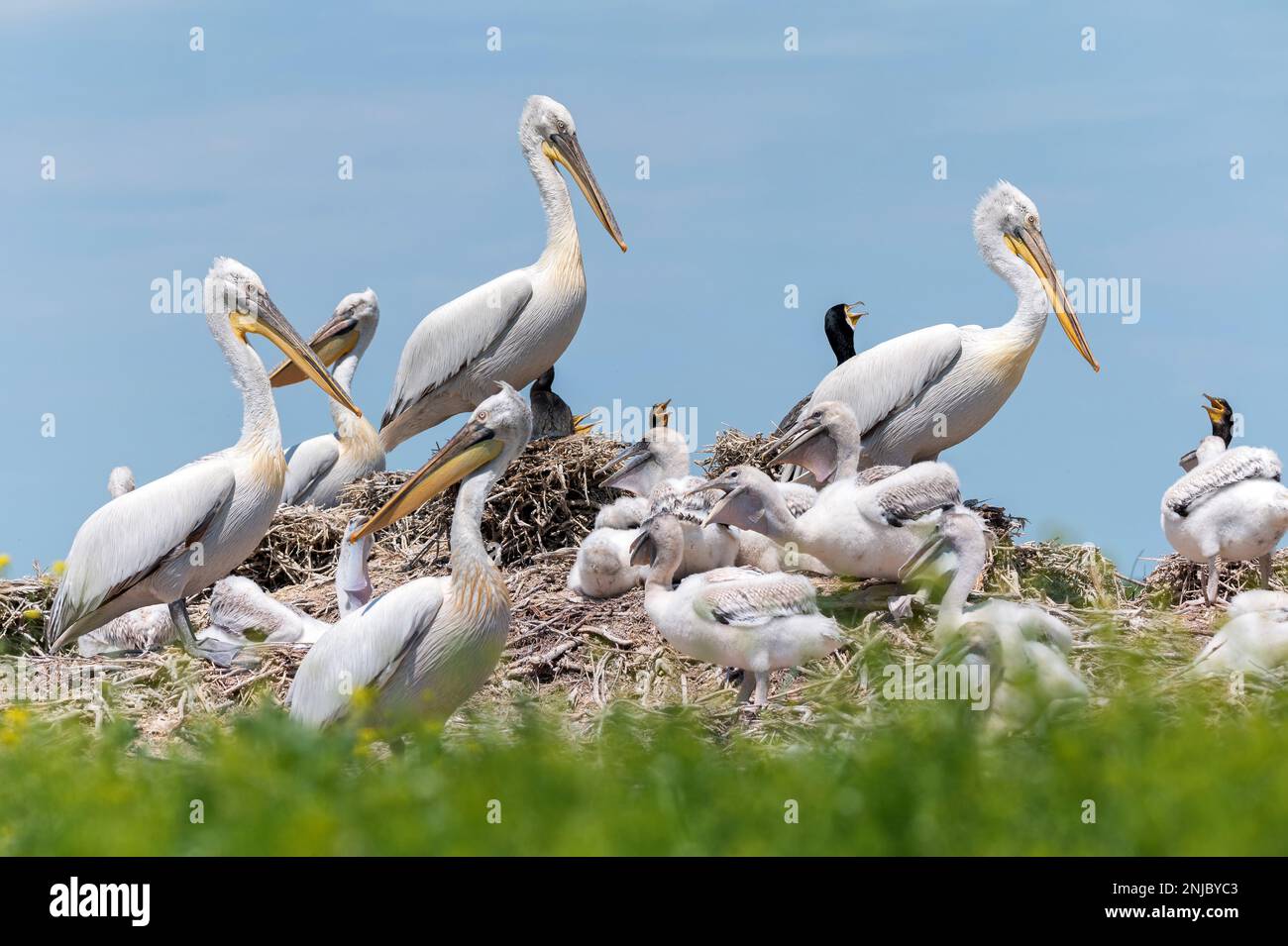 Group of Dalmatian pelicans or Pelecanus crispus in breeding colony in Russia Stock Photo