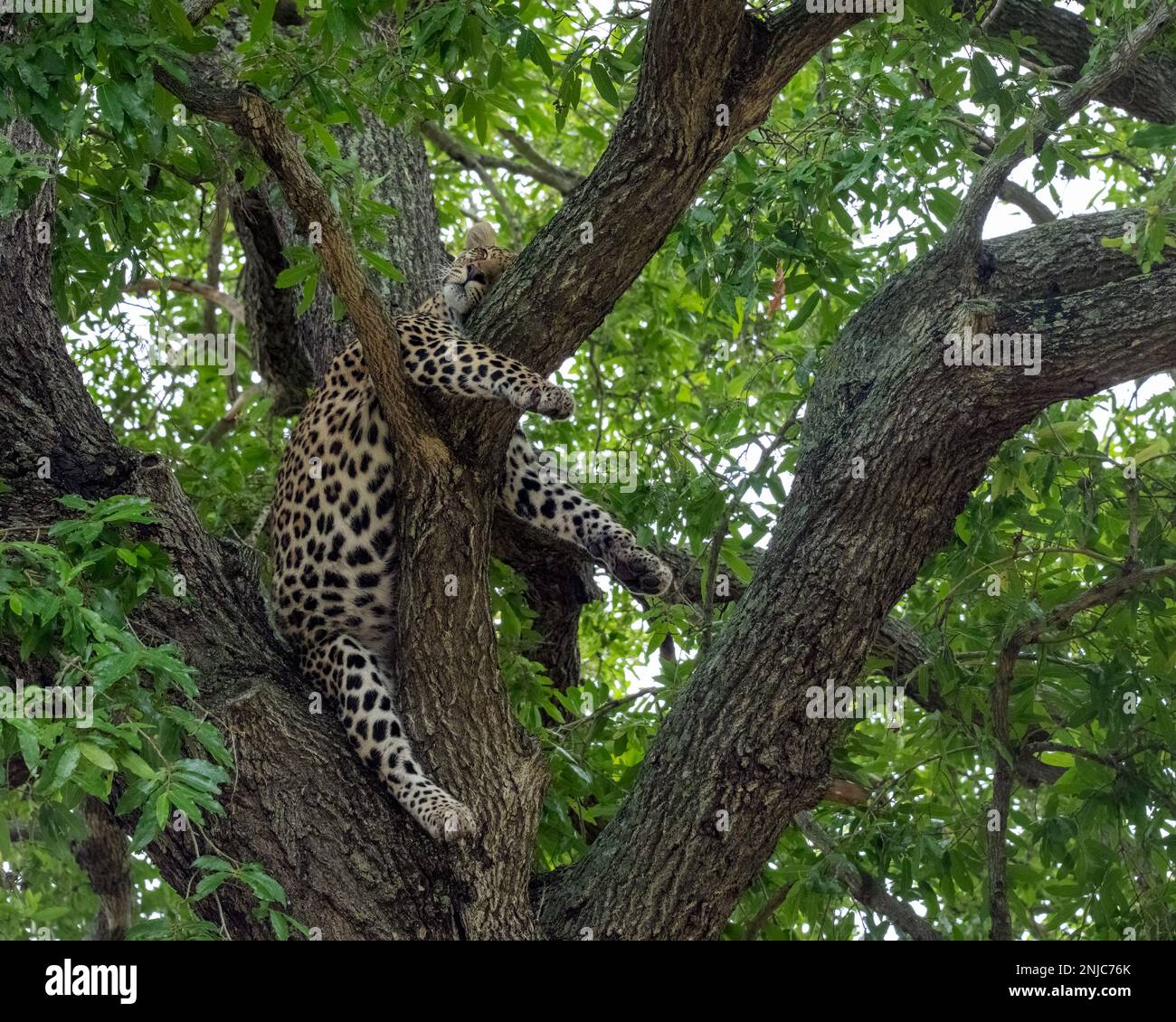 Leopard sleeping in the Branches of a Tree in South Africa Stock Photo