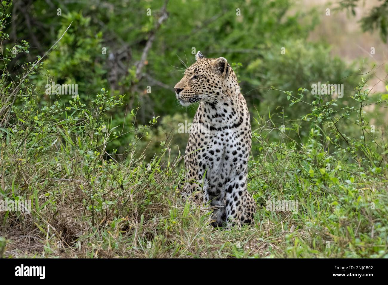 Leopard sitting amongst a Cluster of Bushes in South Africa Stock Photo