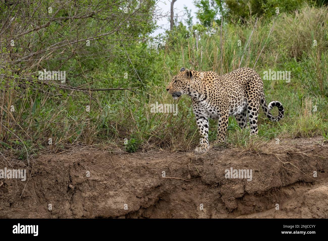 Leopard approaching a Cliff over the Sand River in South Africa Stock Photo