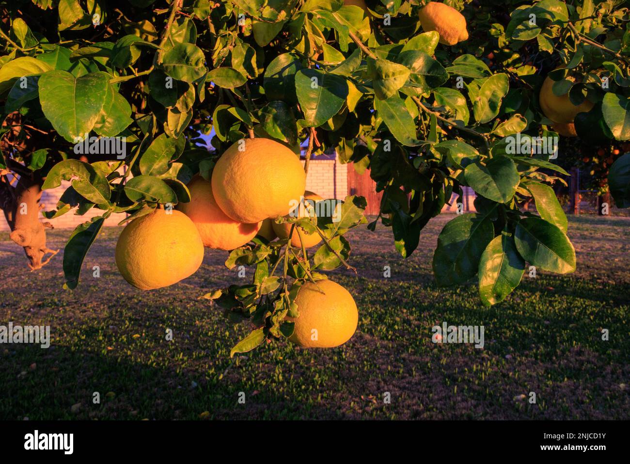 Tangelos and Grapefruits in Yuma Az Stock Photo Alamy