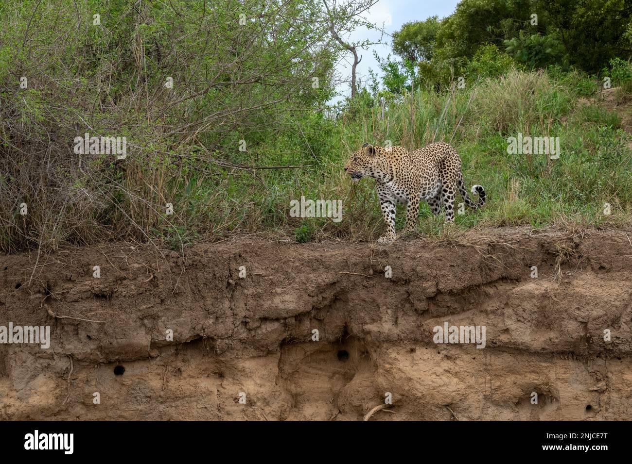 Leopard approaching a Cliff over the Sand River in South Africa Stock Photo