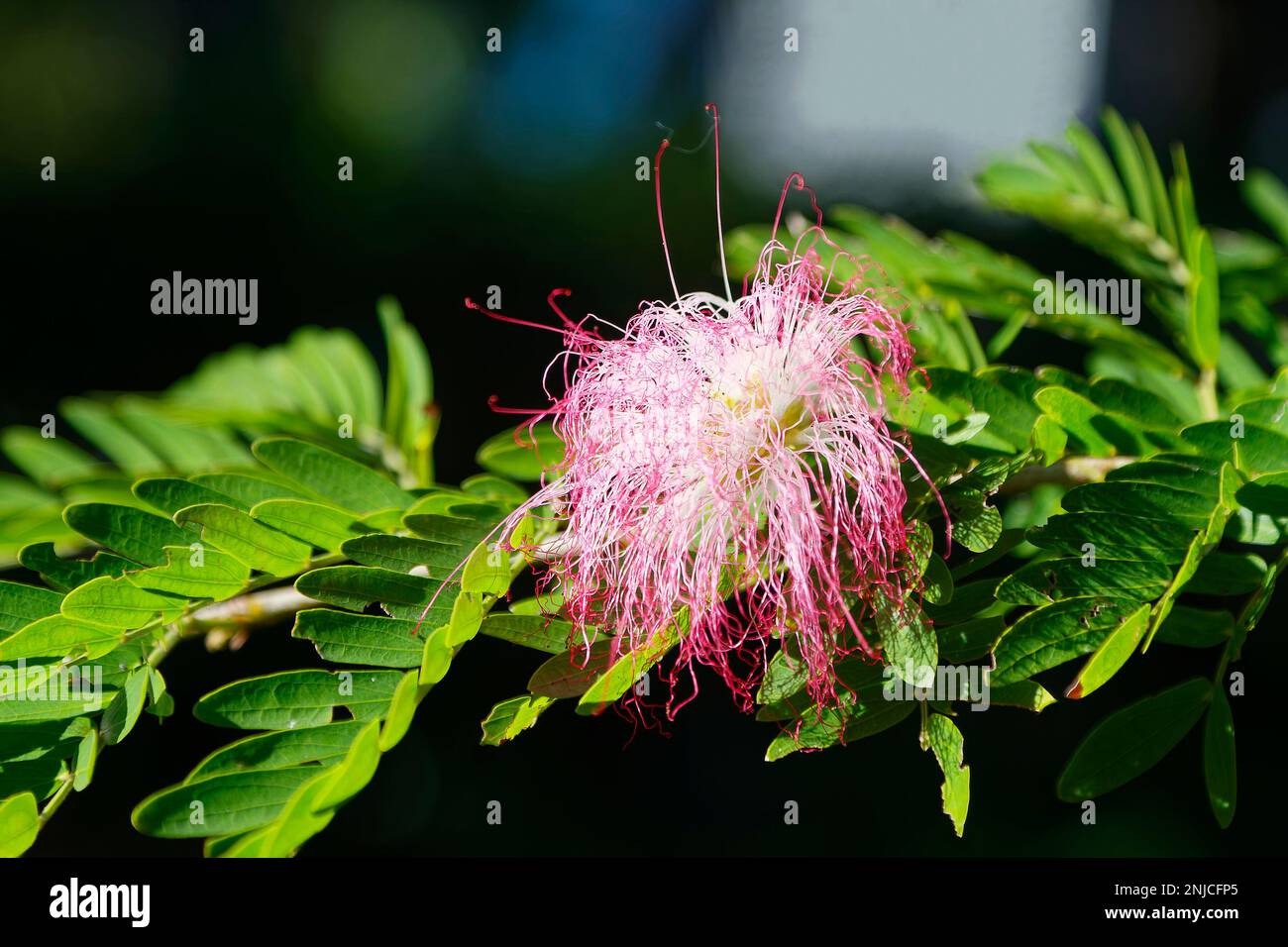 Mimosa tree, pompom flower, pink and white, green fernlike leaves