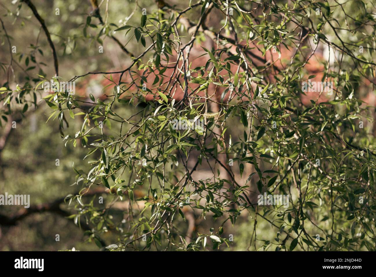 Grean leaves during Spring, Park of Kotel Stock Photo