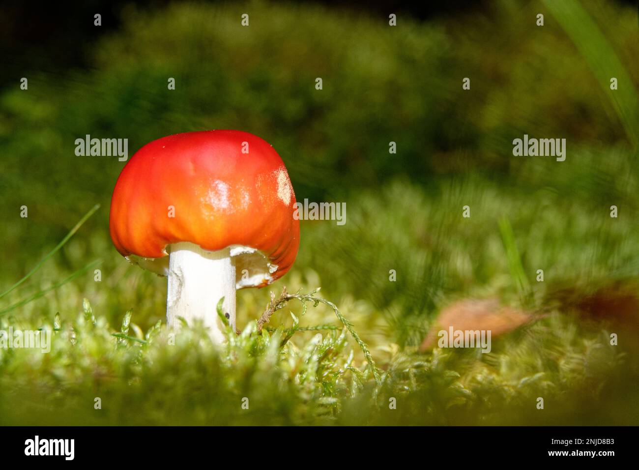 red toadstool mushroom sourrounded by green moss Stock Photo