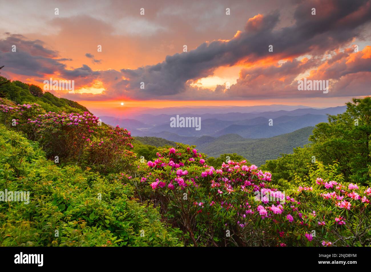The Great Craggy Mountains along the Blue Ridge Parkway in North Carolina, USA with Catawba Rhododendron during a spring season sunset. Stock Photo