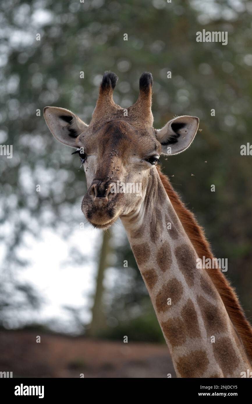 Sharjah safari park hi-res stock photography and images - Alamy
