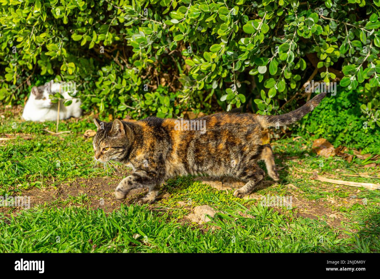 Piebald cat in the grass Stock Photo Alamy