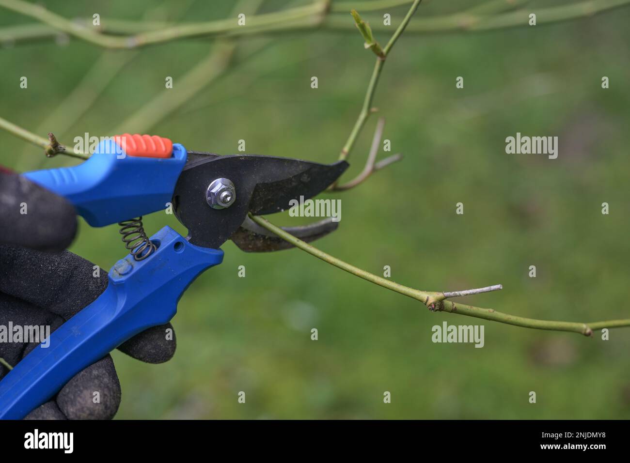 Hand with blue garden shears cutting a branch in spring, seasonal rose and shrub pruning, green background, copy space, selected focus, narrow depth o Stock Photo