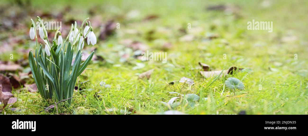 Flowering snowdrops (Galantus) growing in the green lawn between moss and dry leaves, spring is coming, panoramic format, copy space, selected focus, Stock Photo