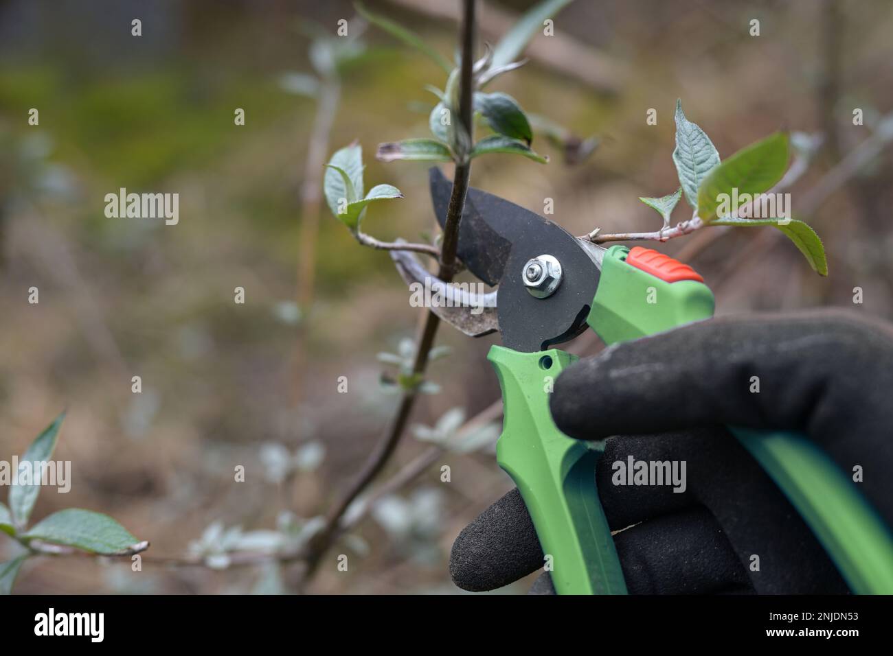 Hand with pruning shears cutting a branch of a shrub, seasonal gardening, natural green brown background, copy space, selected focus, narrow depth of Stock Photo