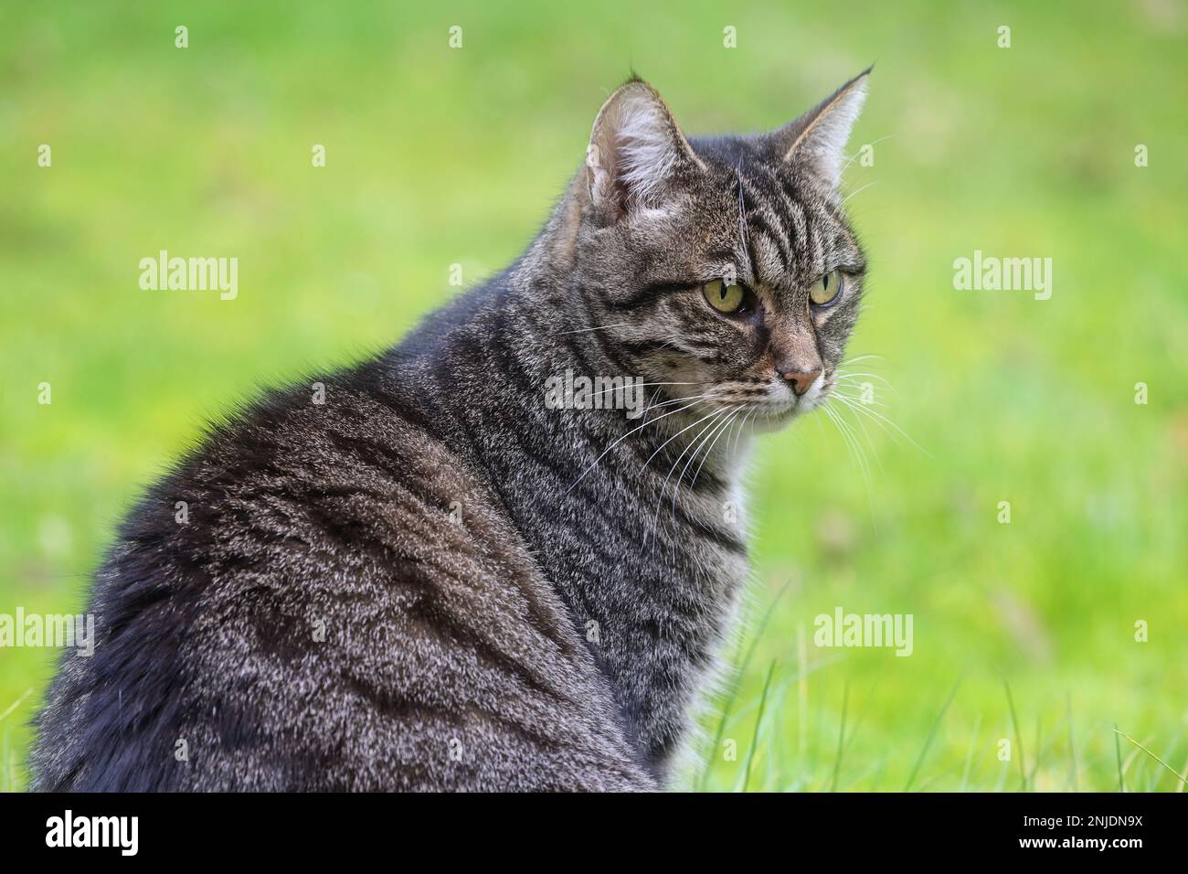 Portrait of an adult gray tabby cat sitting in the green lawn, animal and pet theme, copy space, selected focus, narrow depth of field Stock Photo