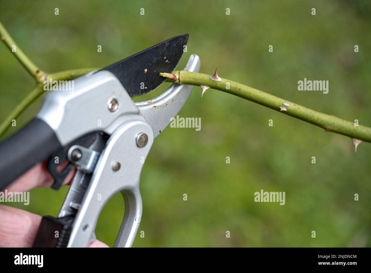 Pruning shears cutting a branch of a rose shrub with an angled cut near a shoot bud, seasonal gardening in spring, natural green background, copy spac Stock Photo