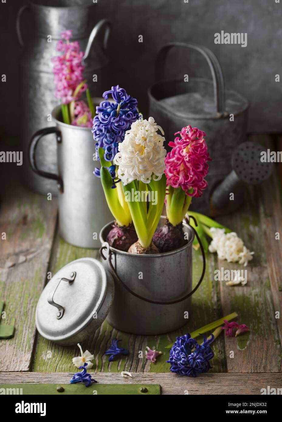 Still life with white, blue and pink hyacinthine flowers in an old metal pot on a rustic wooden background. Home decoration or floristic concept. Stock Photo