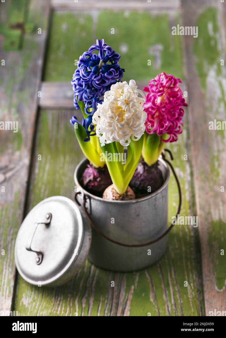 Beautiful floristic decoration with white blue, pink hyacinthine flowers  in an old metal pot. Sweet home concept. Rustic style. Copy space. Stock Photo