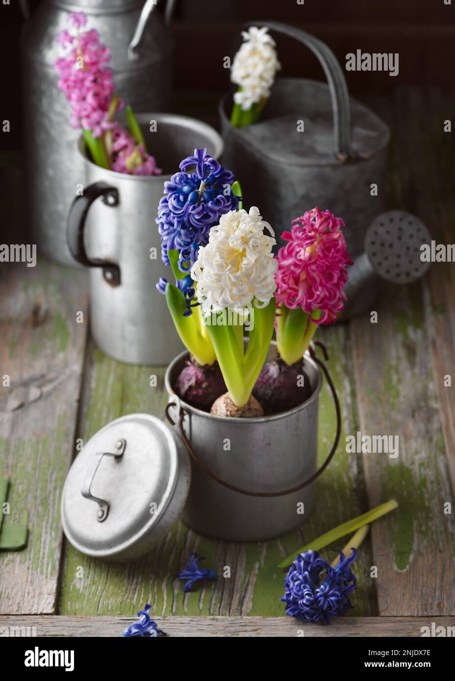 Beautiful spring floristic arrangement with white, blue, pink  hyacinthine flowers in the old vintage pot. Home decoration concept. Selective focus. Stock Photo