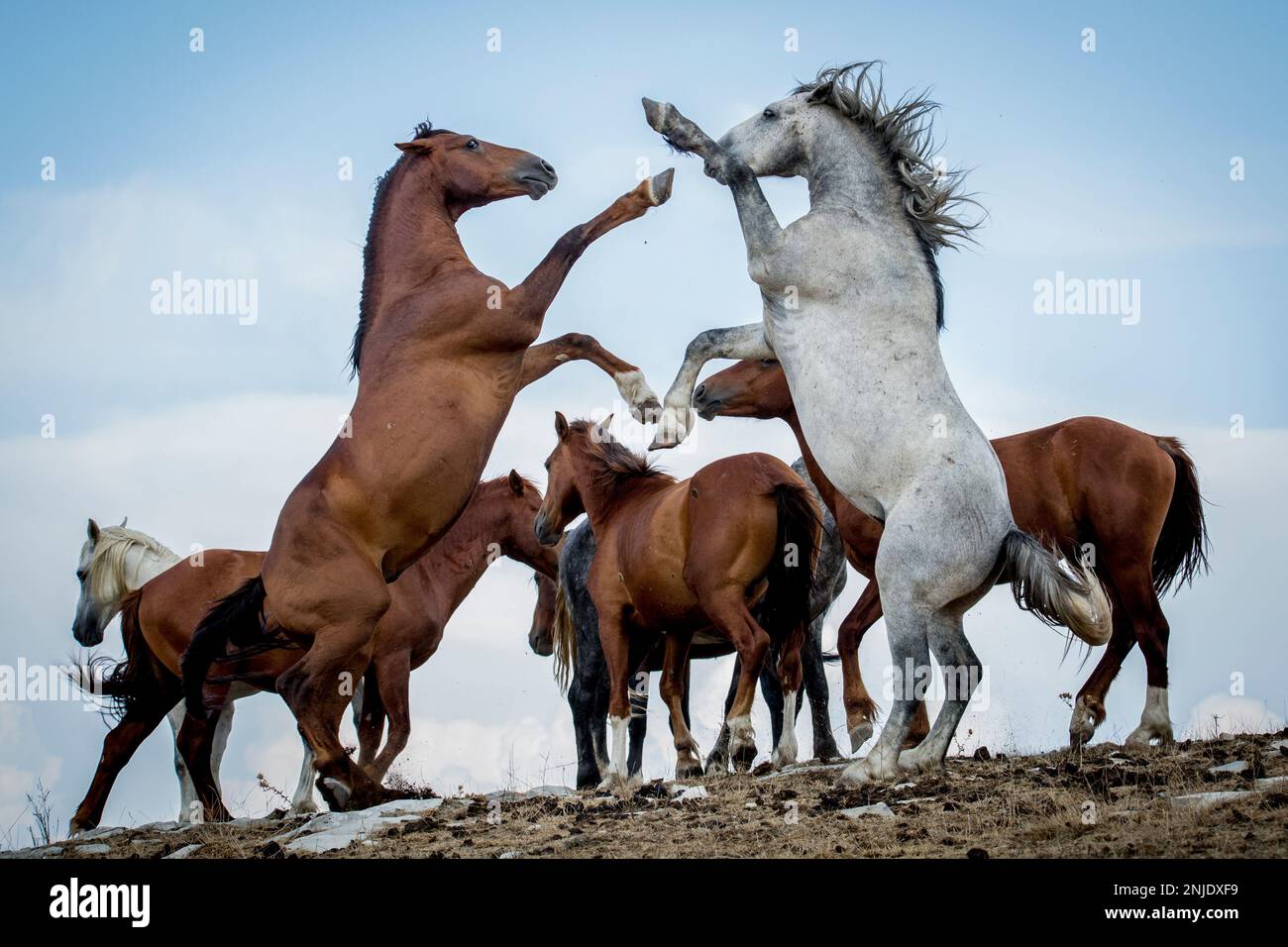 These beautiful wild horses live in Italy forever free Stock Photo Alamy