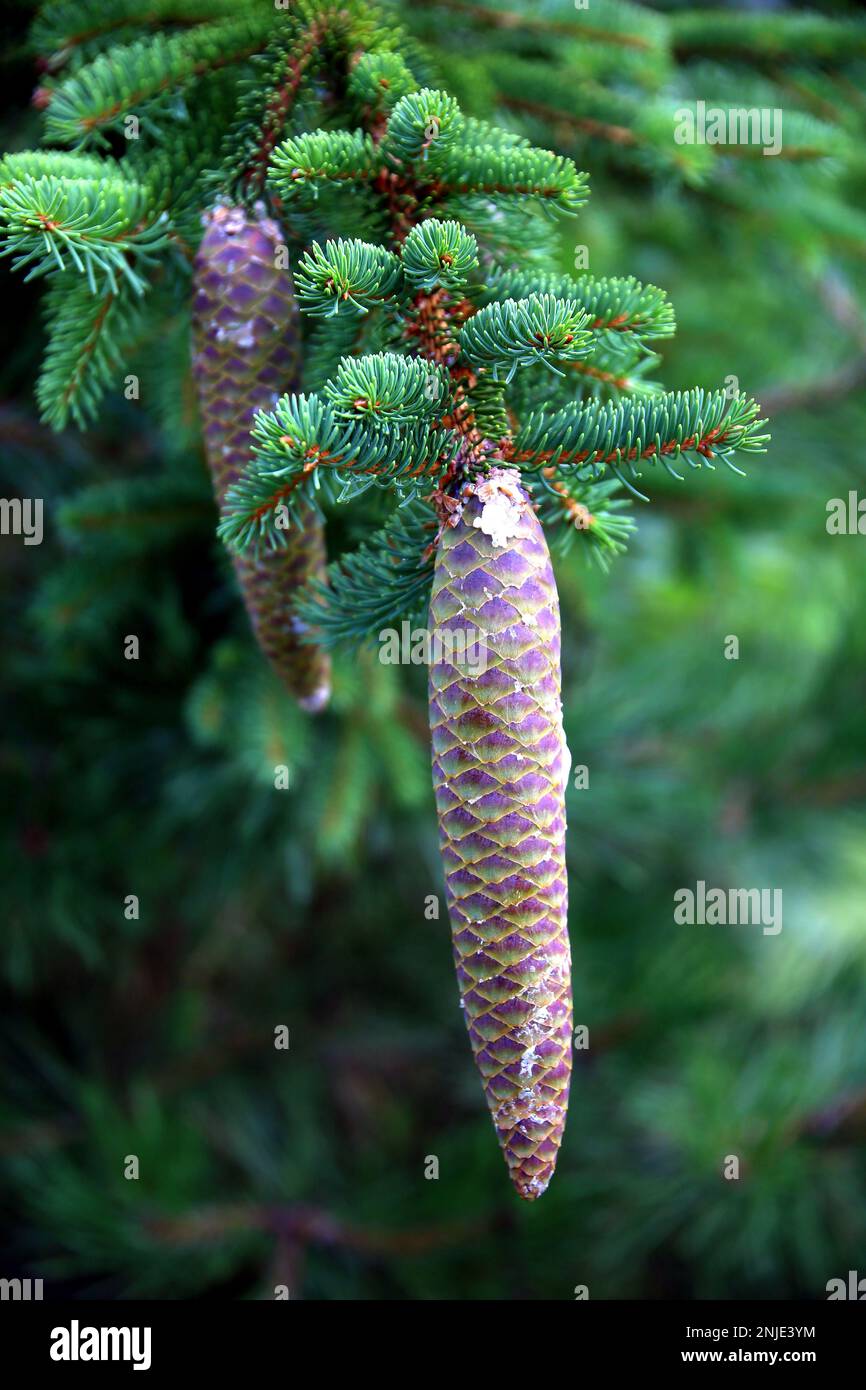 Fir branch with pine cones, in the foreground and in the background Stock Photo