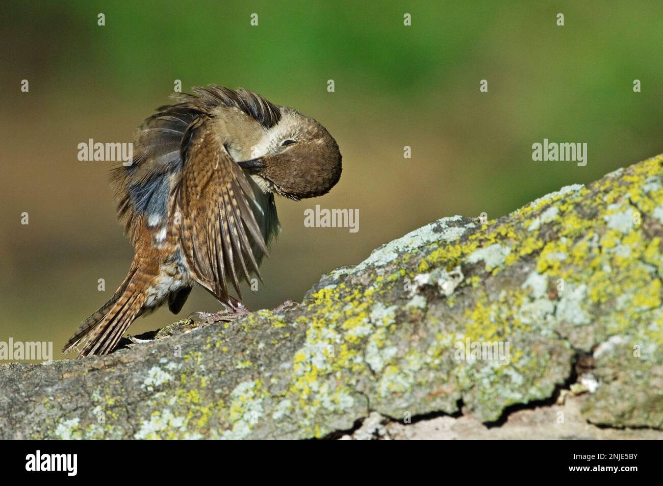 House wren. preening Troglodytes aedon. Jamaica Bay, Gateway NRA. Stock Photo