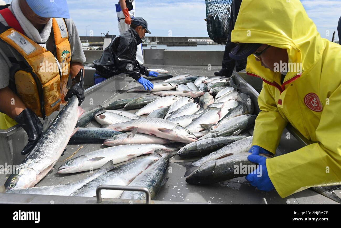 Salmons land for the first time as the fixed-shore-net fishing season ...