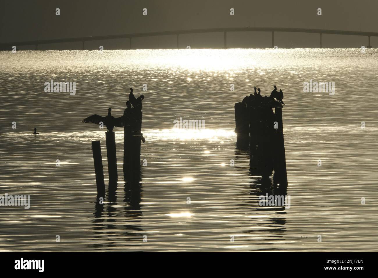 CORMORANI SOTTO IL SOLE Stock Photo