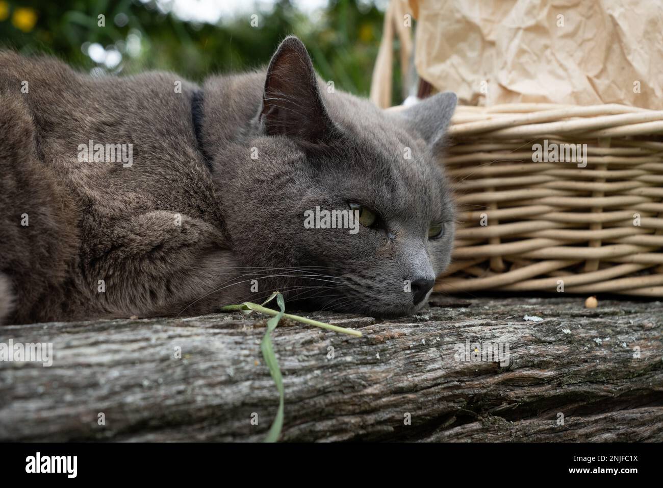 Gray cat sleeping on rustic wooden bench outdoors, wicker basket in background. Stock Photo