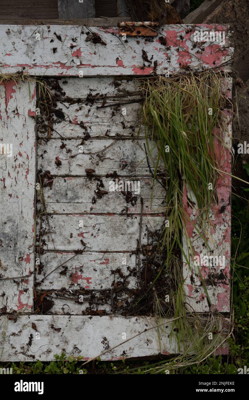 Old white door outside, with cracks in paint, grass growing through, and general deterioration. Stock Photo