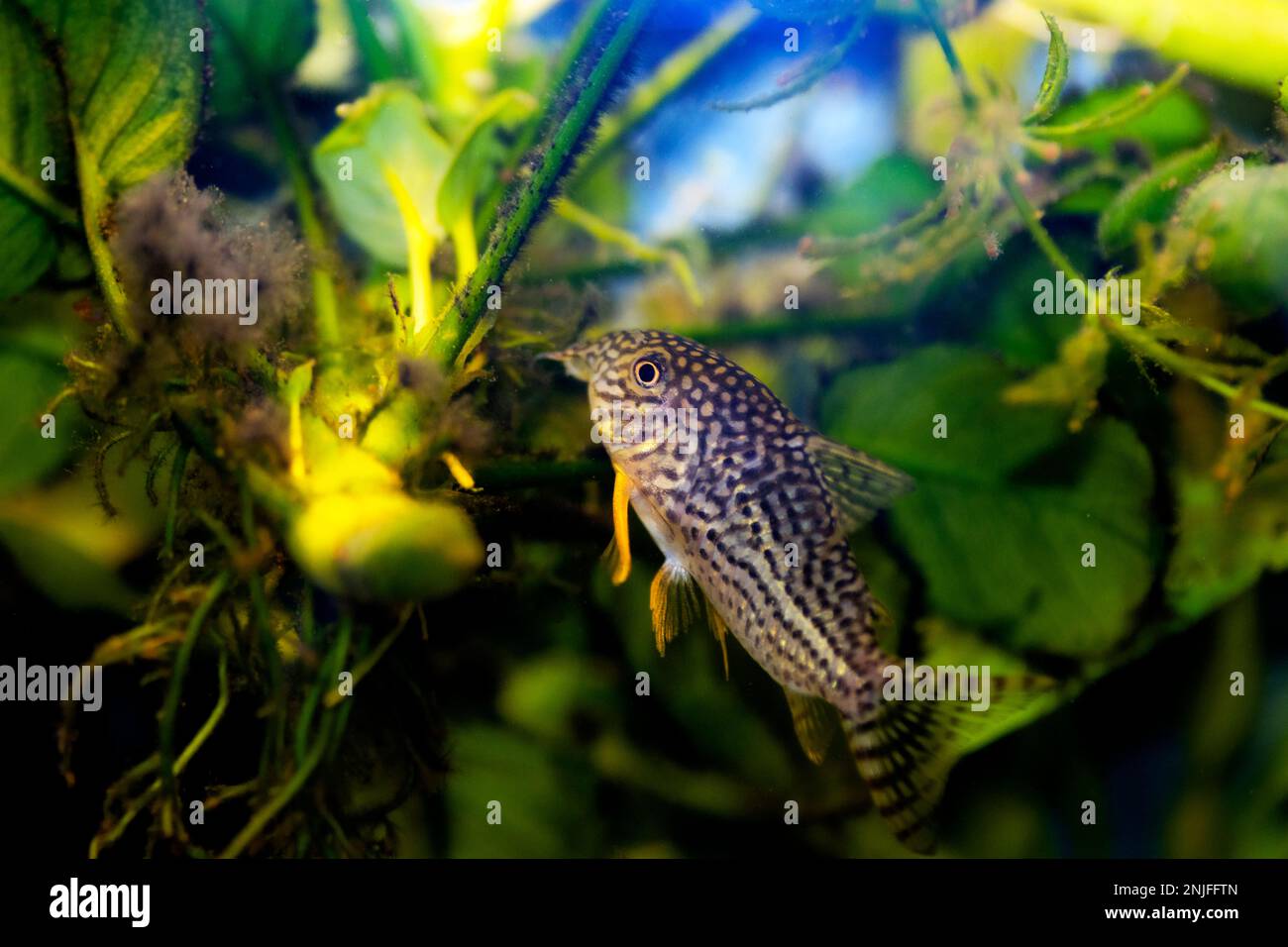 Corydoras sterbai - Sterba's Cory fish Stock Photo
