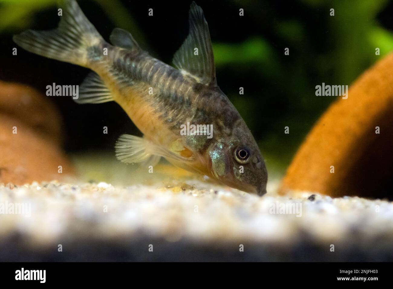 river catfish hi-res stock photography and images - Page 4 - Alamy