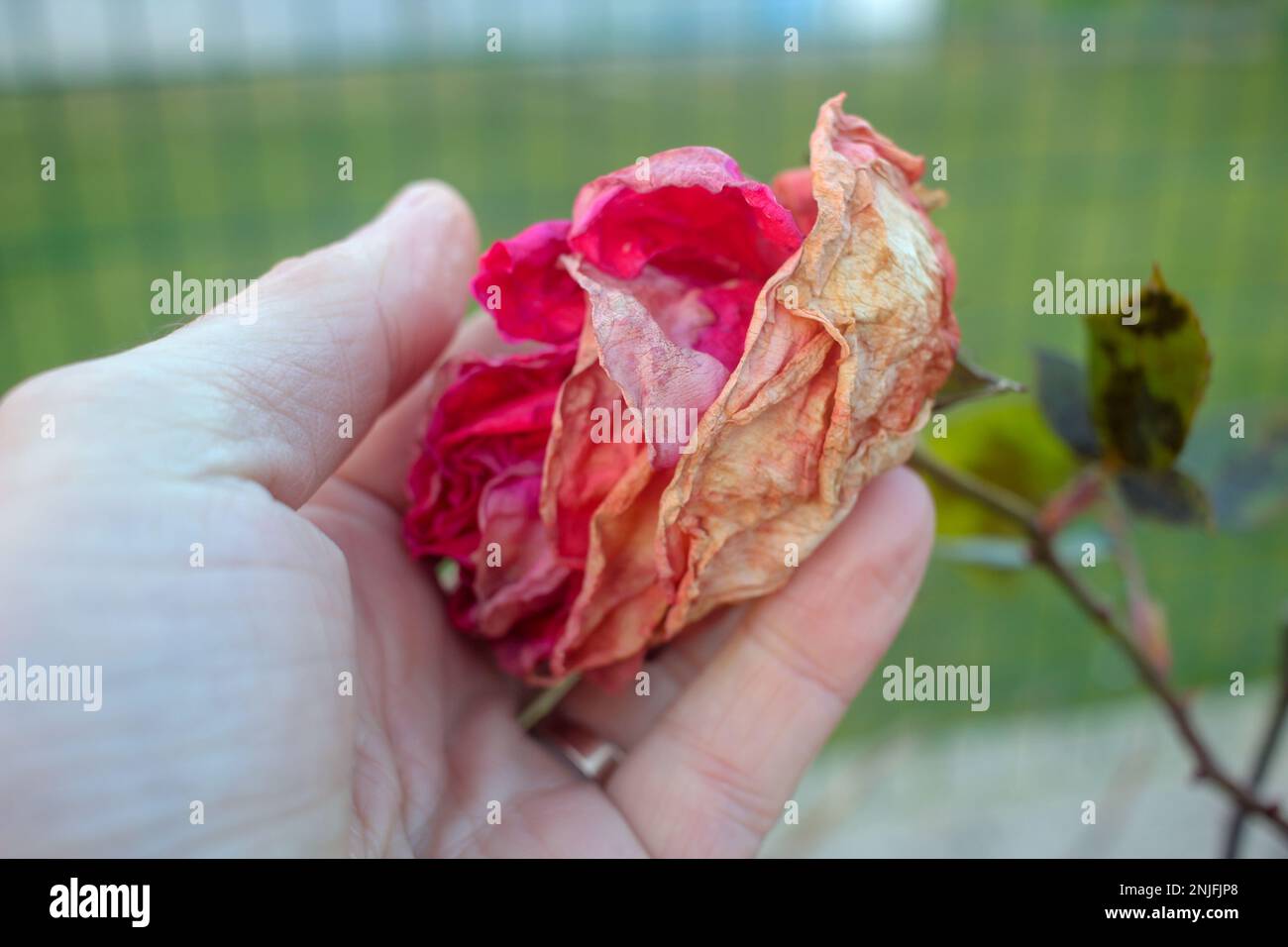 Mature rose hi-res stock photography and images - Alamy