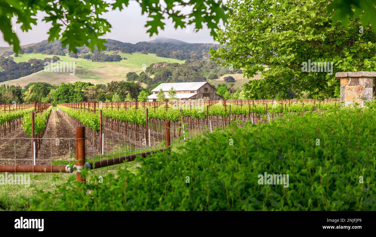 Lush green grapevines and working barn on Napa Valley vineyard, California. Stock Photo