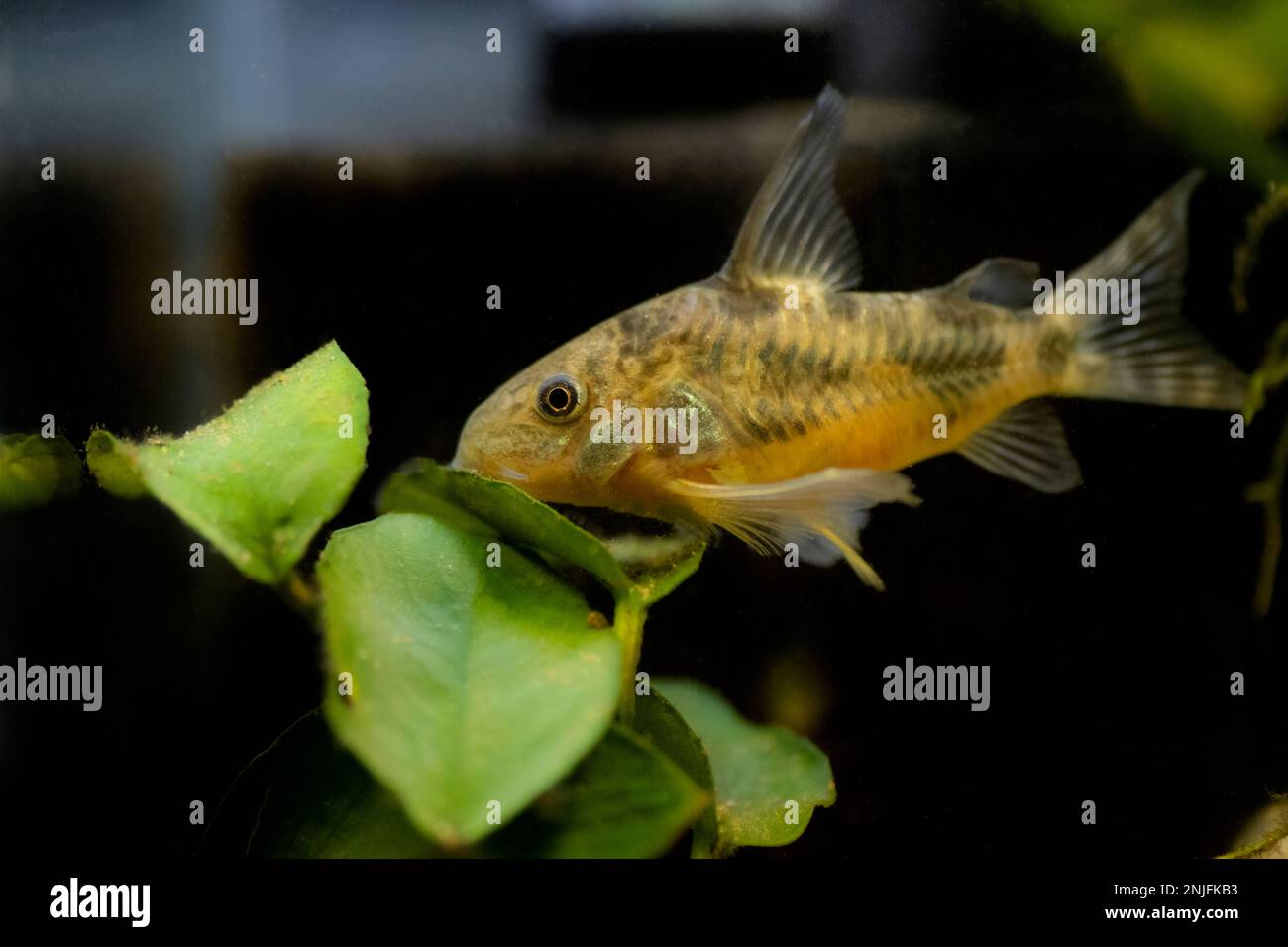 Blue leopard corydoras fish - Corydoras paleatus Stock Photo