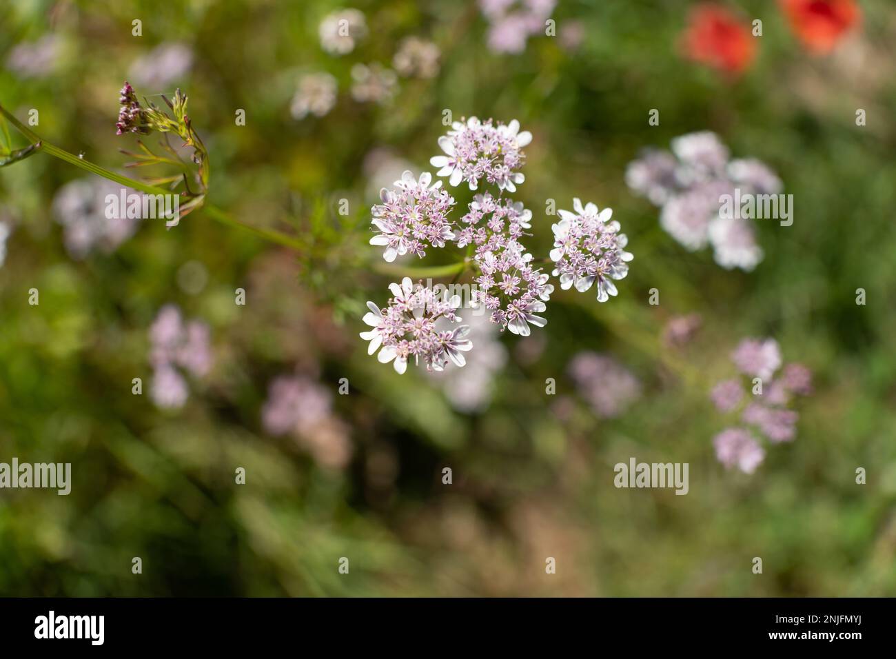 Close up image of the pinkish-white flowers of a coriander (cilantro) herb. Coriandrum sativum. Stock Photo