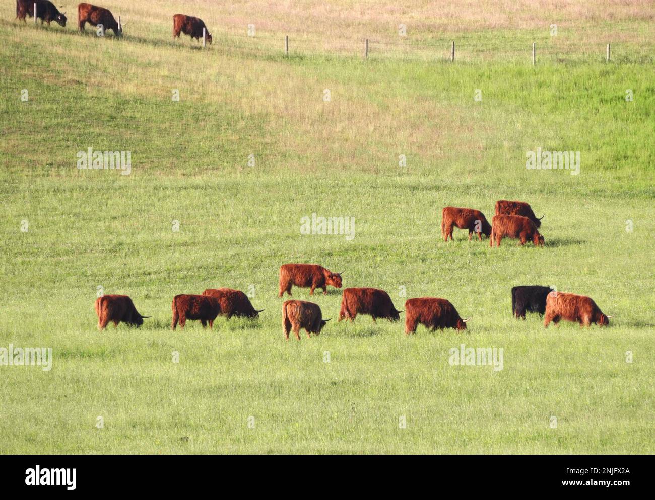 Red Scottish cows graze in a green meadow Stock Photo