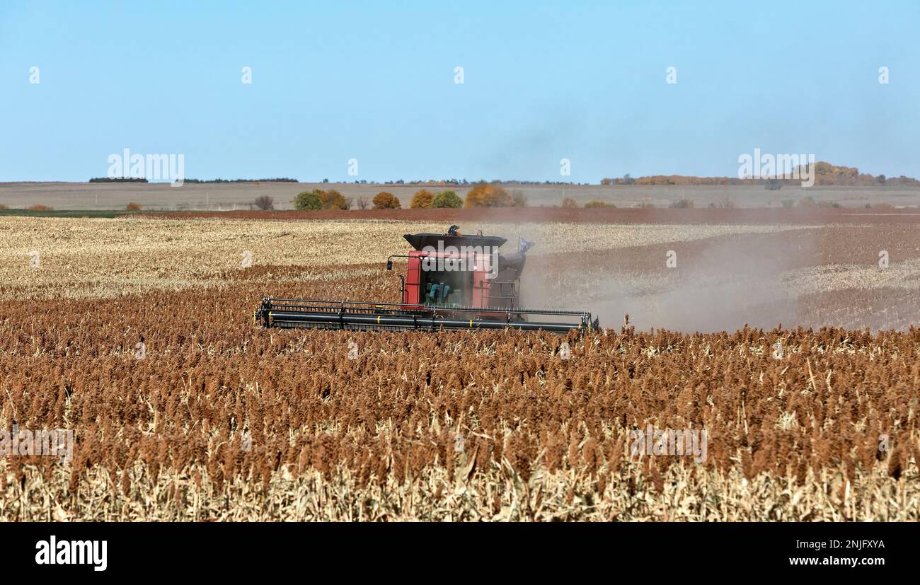 Case-IH Combine, farmer harvesting milo 'Grain Sorghum' crop,  'Sorghum vulgare', Kansas. Stock Photo