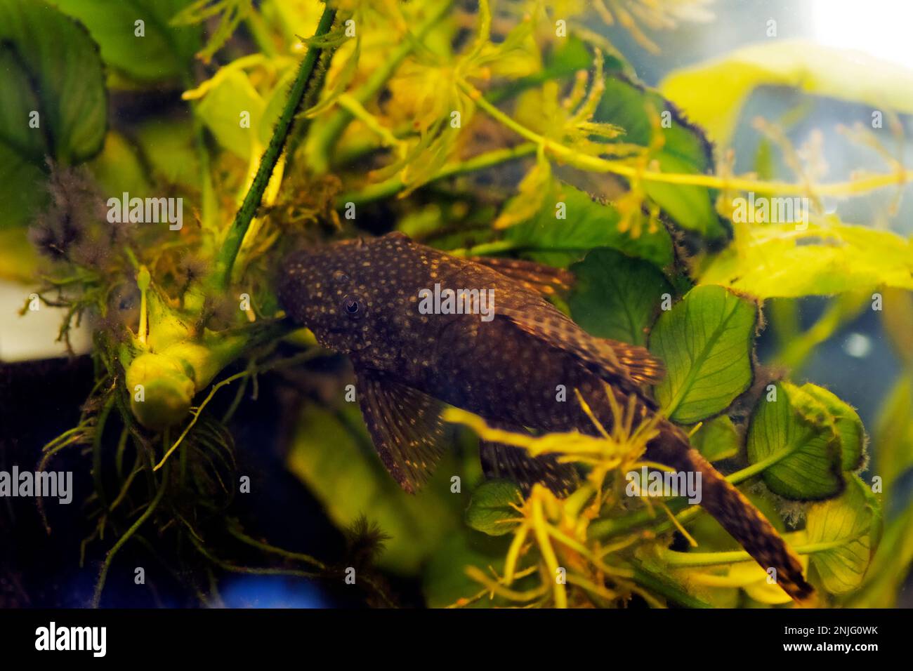 Bushymouth catfish - Ancistrus dolichopterus Stock Photo