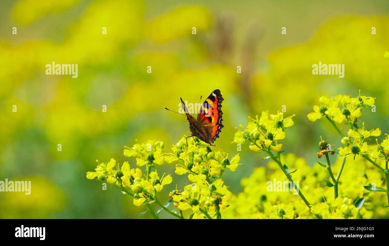 Beautiful butterfly collects nectar from a flower Stock Photo - Alamy