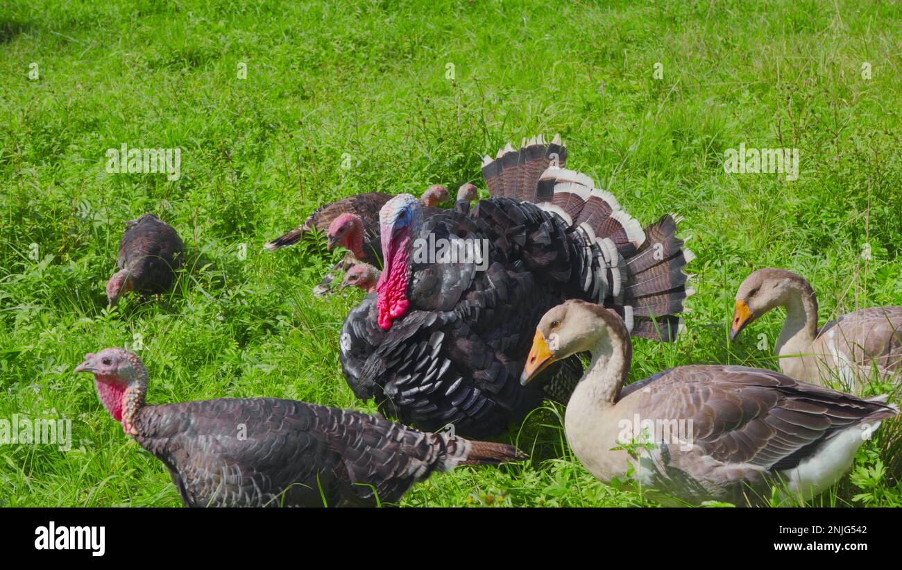 Turkeys graze on a green meadow Stock Photo