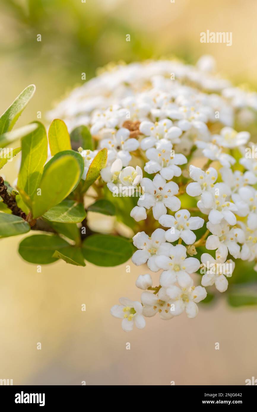 The tiny white blooms of Viburnum obovatum bring some welcome color to the early spring garden. Stock Photo