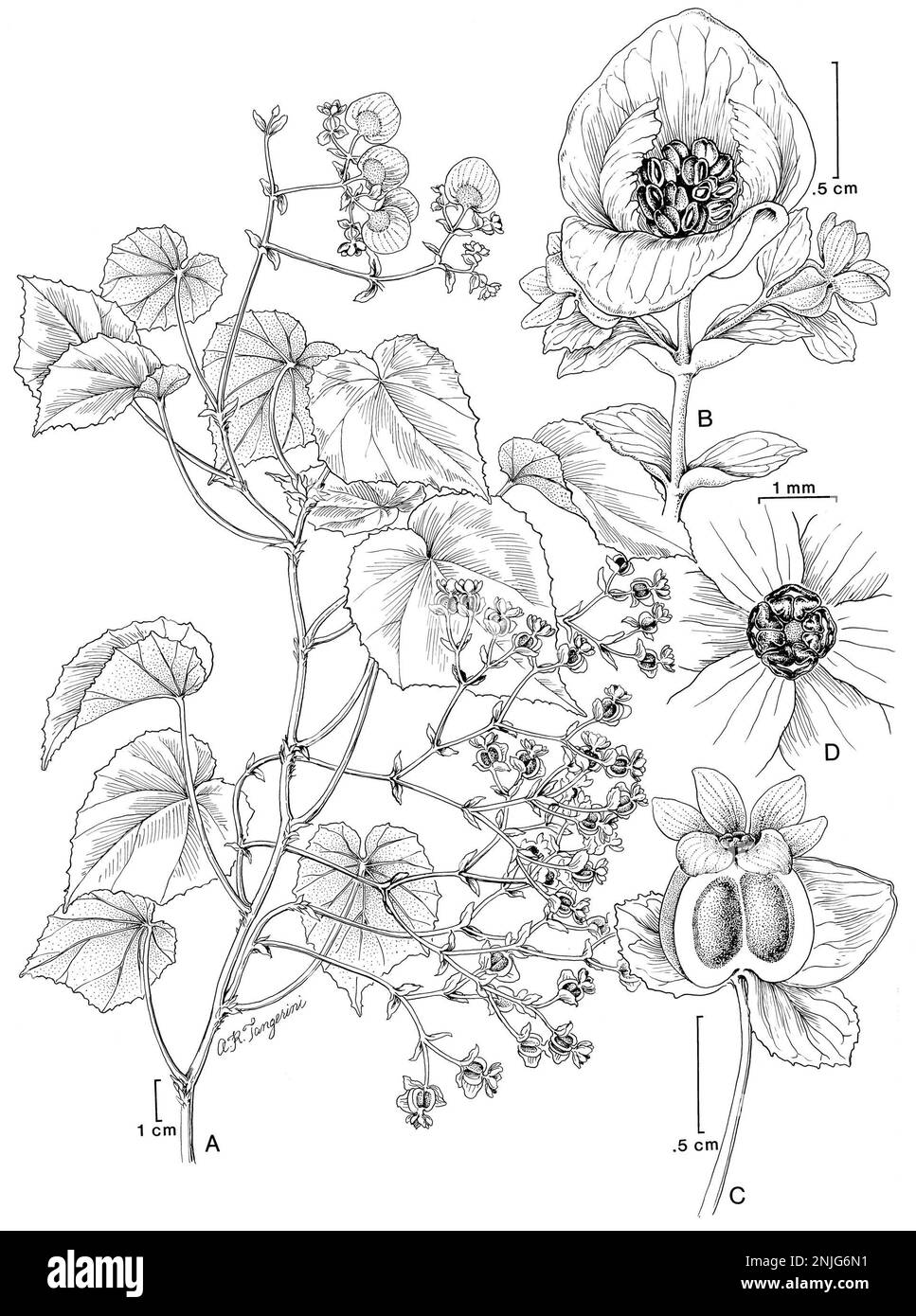 Begonia ynesiae L.B. Sm. & Wassh Stock Photo