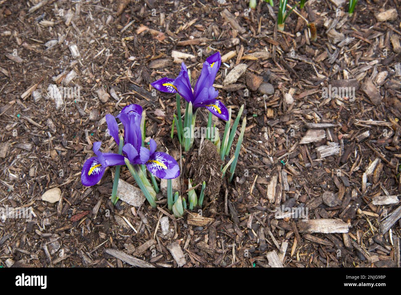 Small, violet iris, blooming amidst the mulch in a small, New England garden during winter. Flowers more toward bottom left corner. Stock Photo