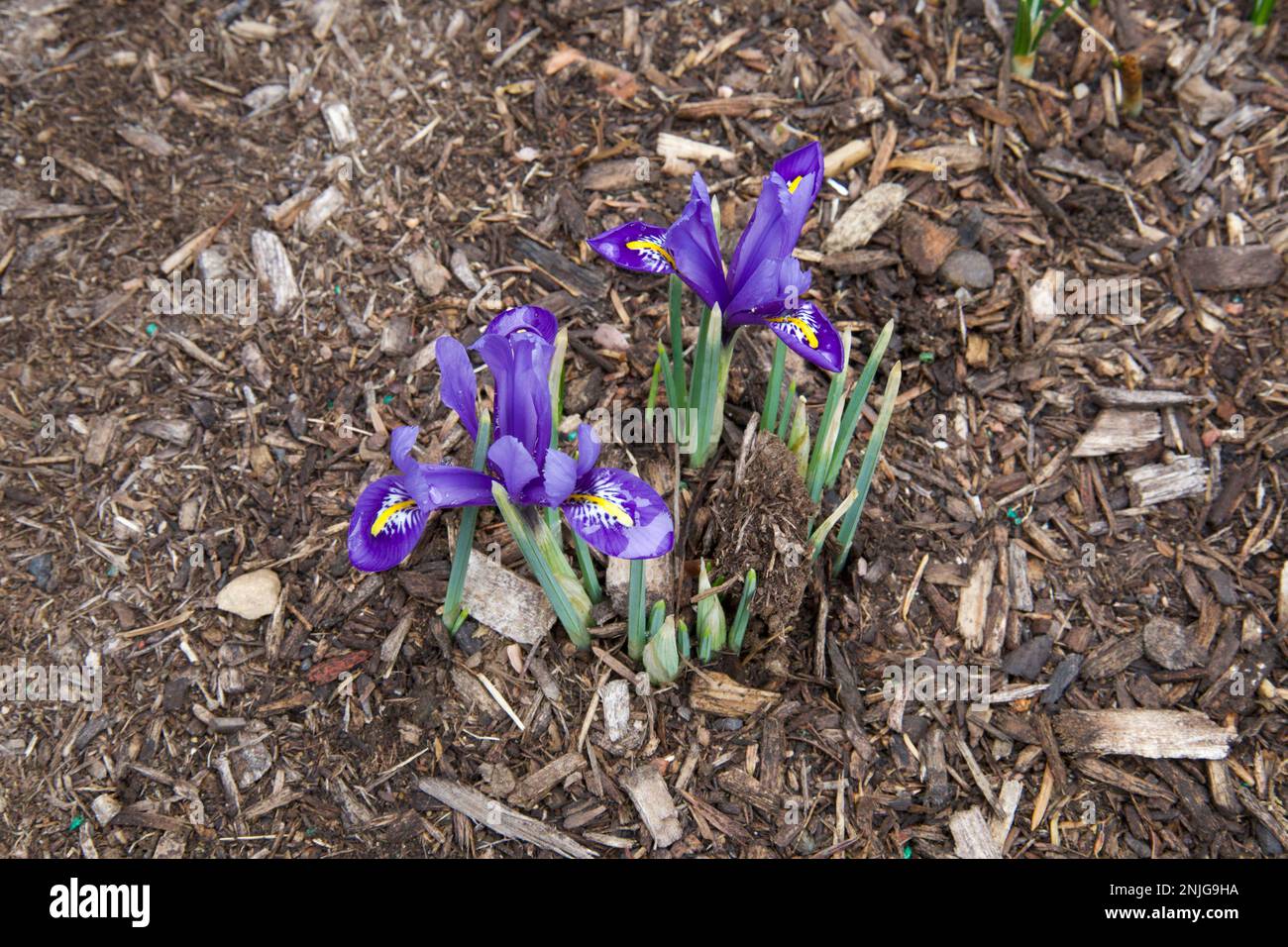 Small, violet iris, blooming amidst the mulch in a small, New England garden during winter. (Flowers in middle.) Early sign of spring. Stock Photo