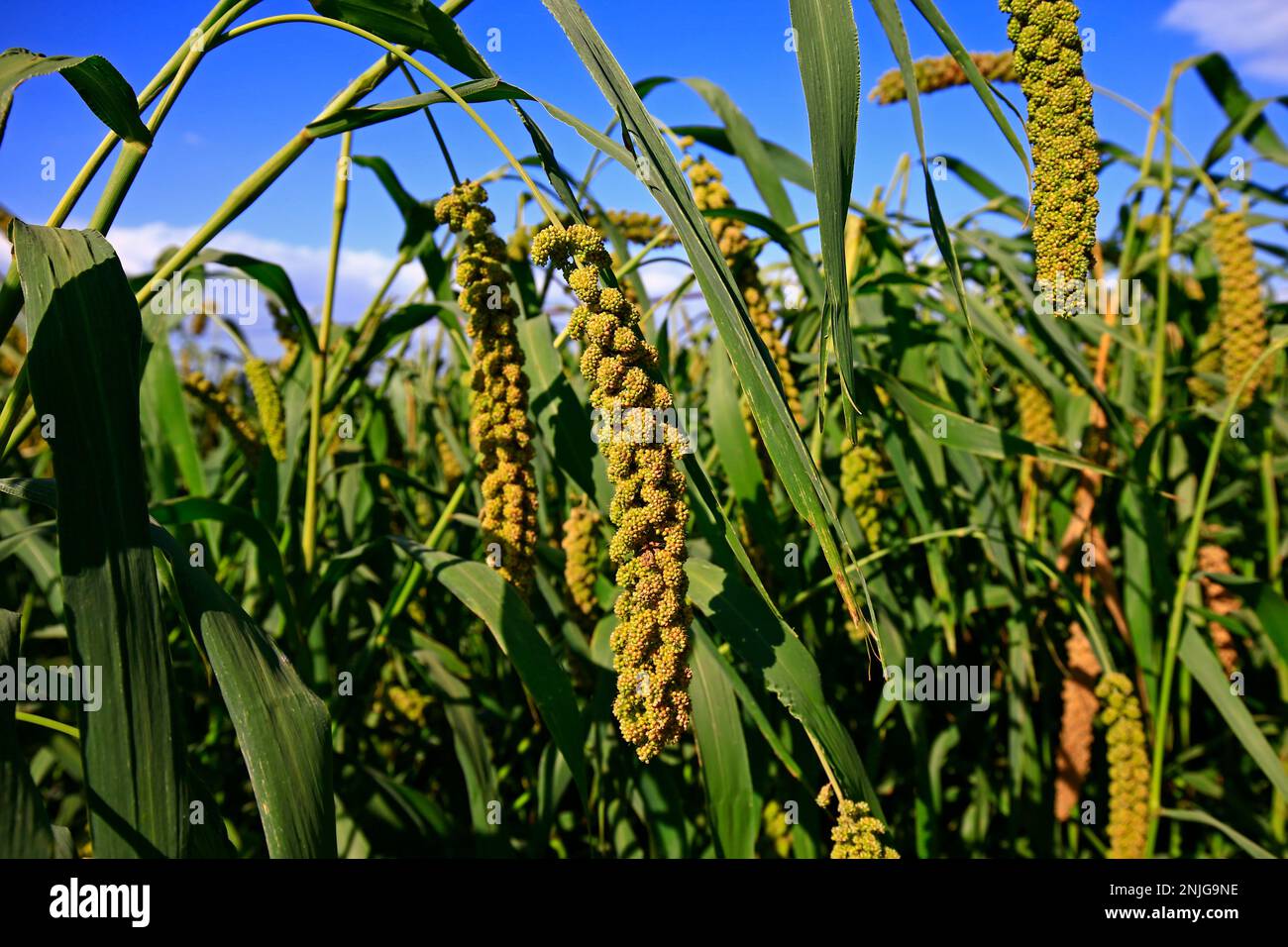 Mature millet in the farmland Stock Photo Alamy